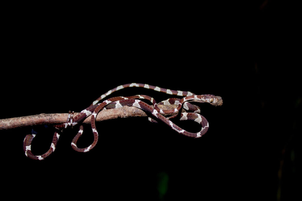 blunthead-tree snake
