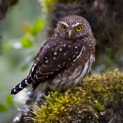 Yungas pygmy owl